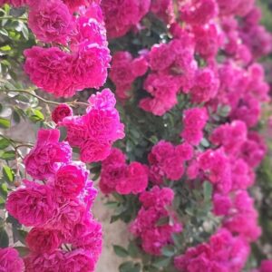 دانلود آهنگ منو تو فرق داریم با هم رفیق تنهاییاتم سکوت سرد شبا دانلود آهنگ منو تو فرق داریم با هم رفیق تنهاییاتم سکوت سرد شبا